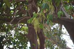 Crypteronia paniculata